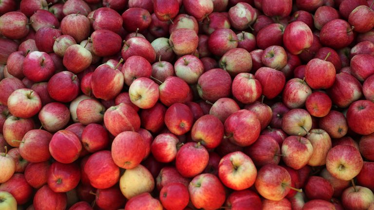 Picked apples are seen at Stocks Farm which employs migrant workers to help harvest the fruit, in Suckley, Britain, October 10, 2016. Picture taken October 10, 2016. REUTERS/Eddie Keogh