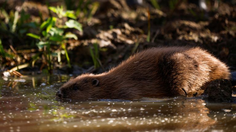 A male beaver is released from its cage into a specially designed enclosure, as beavers are re-introduced to London for the first time in more than 400 years as part of a project launched by Enfield Council and Capel Manor College, in the grounds of Forty Hall Farm, Enfield, Britain, March 17, 2022. REUTERS/John Sibley
