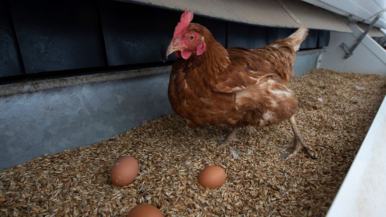 A hen stands next to her eggs in a mobile chicken house. Pic: AP