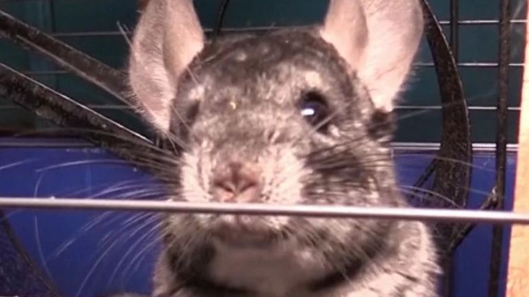 A chinchilla in a Mariupol basement looks out from its cage