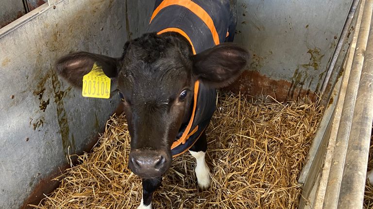 vache ferme laitière birmingham agriculture