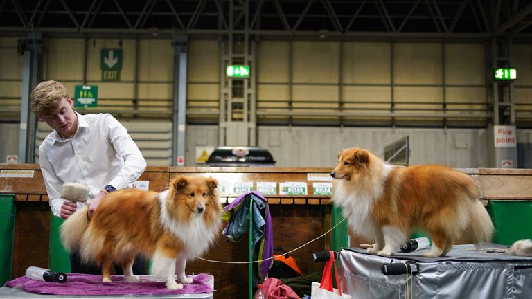 A man grooms Shetland sheepdogs during the first day of the Crufts Dog Show at the Birmingham National Exhibition Centre (NEC). Picture date: Thursday March 10, 2022.