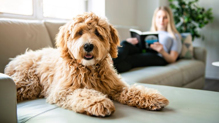 A woman with his Golden Labradoodle dog at home
Credit:Istock