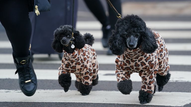 First crufts dog store show