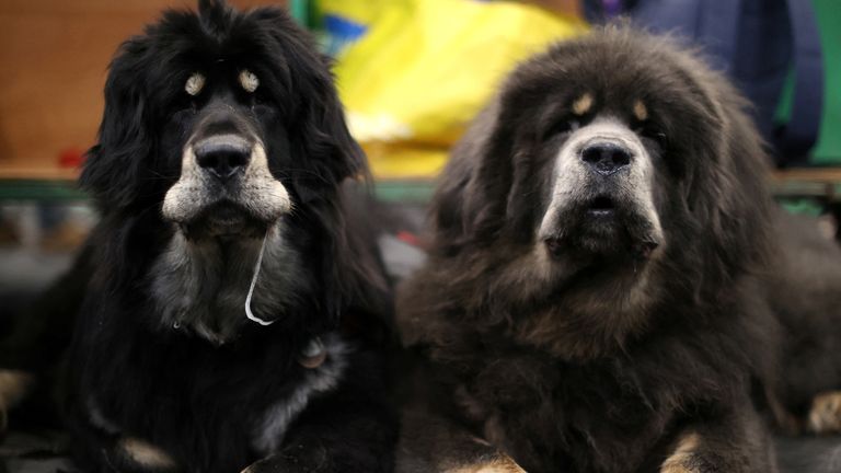 Two Tibetan mastiffs look on during the first day of the Crufts dog show in Birmingham, Britain, March 10, 2022. REUTERS/Molly Darlington