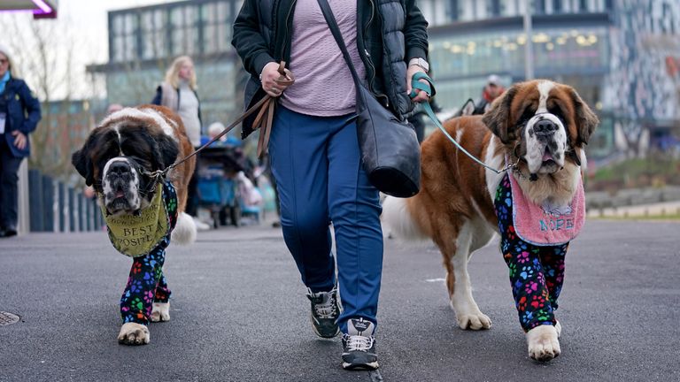 Una donna accompagna due cani San Bernardo nel primo giorno del Crufts Dog Show al Birmingham National Exhibition Centre (NEC).  Data immagine: giovedì 10 marzo 2022.