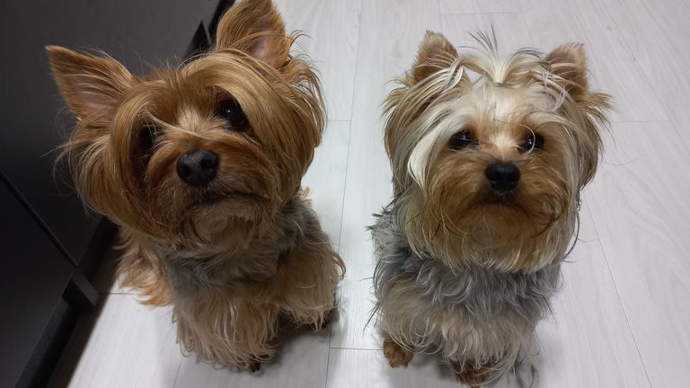 Mr posted this images of his two dogs as he tried to locate them after the attack