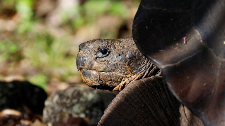 A tortoise, previously identified as Chelonoidis chathamensis and which corresponds genetically to a different species according to a study by scientists of the Galapagos National Park, is pictured on the island of San Cristobal, Galapagos Islands, Ecuador February 13, 2019. Picture taken February 13, 2019. Galapagos National Park/Handout via REUTERS ATTENTION EDITORS - THIS IMAGE HAS BEEN SUPPLIED BY A THIRD PARTY. NO RESALES. NO ARCHIVES
