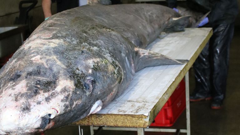 Le corps d'un requin du Groenland de 4 mètres de long a été récupéré en mer au large de Newlyn, dans l'ouest des Cornouailles.  Photo : Équipe de pathologie marine de Cornwall  