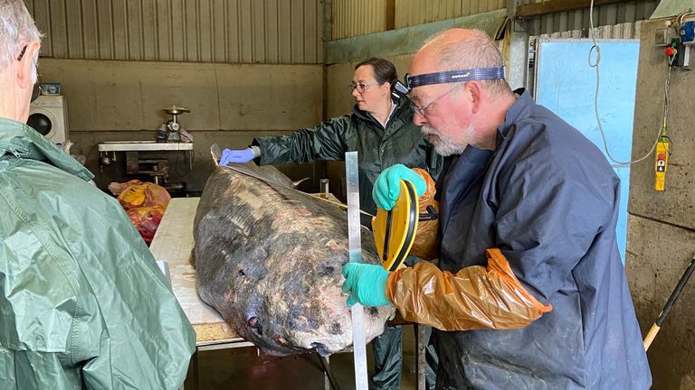 The body of a 4 metre long Greenland shark was recovered from sea off Newlyn in West Cornwall. Picture: Cornwall Marine Pathology Team  