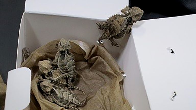 Horned lizards were found among the reptiles the man tried to smuggler at the border. Pic: AP 