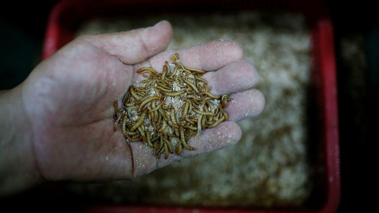 Kim Jong-hee, a edible insects farm owner, checks edible mealworms in Hwaseong, South Korea, August 10, 2016. Picture taken August 10, 2016. REUTERS/Kim Hong-Ji