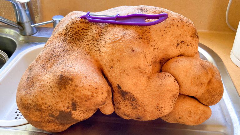 The gourd in question - and not a potato. Pic: AP