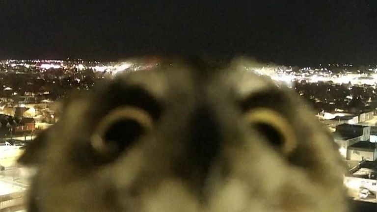 Owl is caught inspecting a weather camera in Montana 