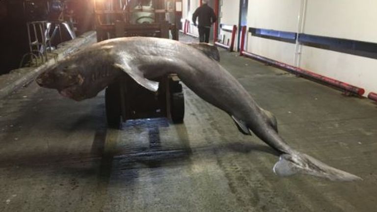 Le requin du Groenland a été récupéré en mer au large de Newlyn, dans l'ouest des Cornouailles.  Photo : Équipe de pathologie marine de Cornwall  