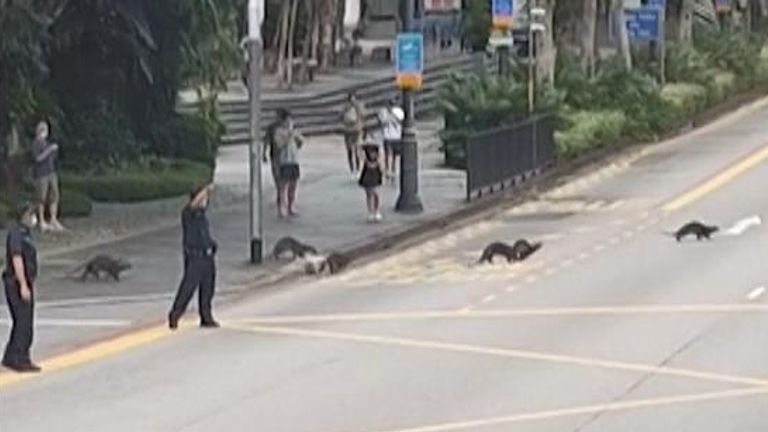 Singapore police stop traffic, usher otters across street. 
