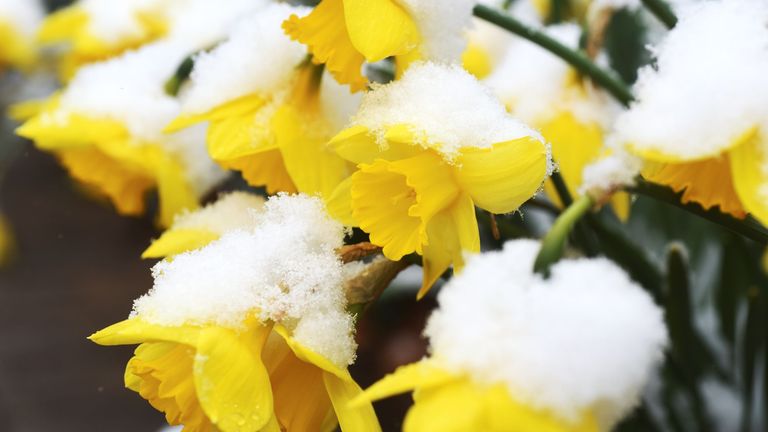 Daffodils at the John E.N. Howard Bandshell, in downtown St. Joseph, Mich., bend under an accumulation of snow Wednesday, April 15, 2020 after a spring snowstorm moved through the area. (Don Campbell/The Herald-Palladium via AP)