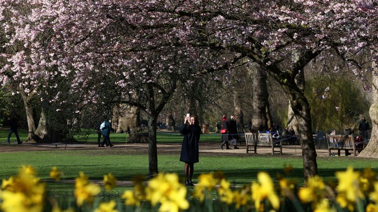 A person photographs a Cherry Blossom tree in St James&#39;s Park in London