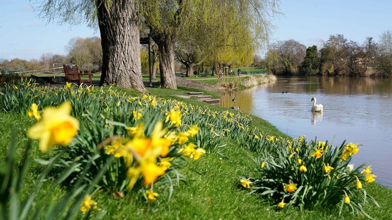 A swan on the river Avon passes daffodils in St Nicholas&#39; Park, Warwick. Picture date: Friday March 18, 2022.