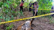Officers put police line around the carcasses of two of three Sumatran tigers that died