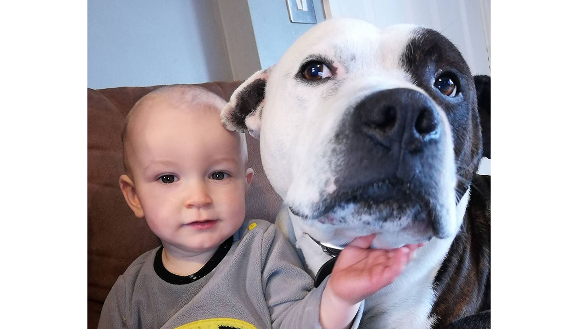 Dog attack: Mother's warning to parents after 'all of toddler son's ...