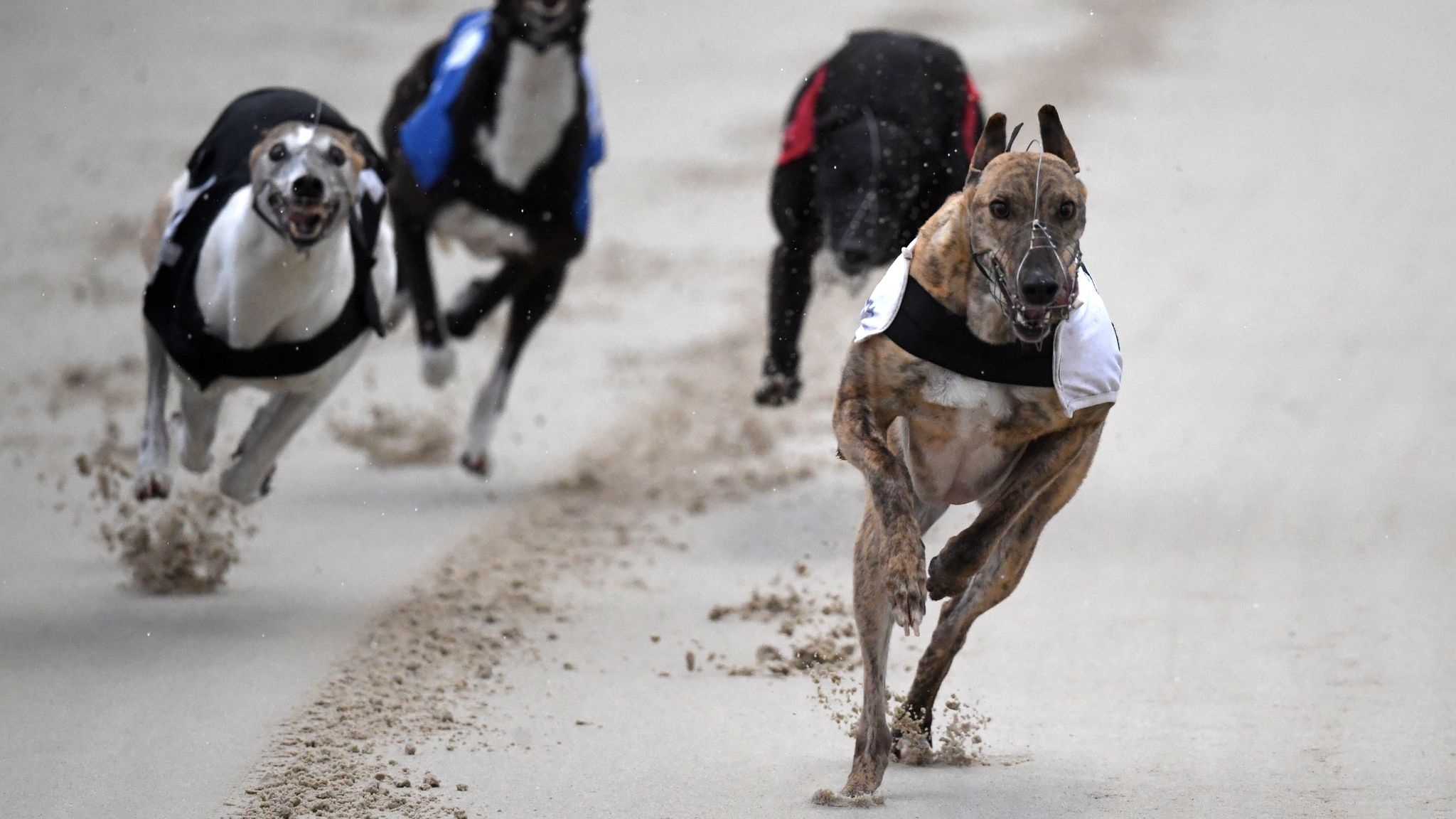 Challenge boiler To give permission Scotland: Campaigners call for complete ban on greyhound racing with some  dogs found drugged with cocaine | UK News | Sky News