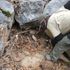 Non-verbal teen missing in woods hits rocks together to alert rescuers