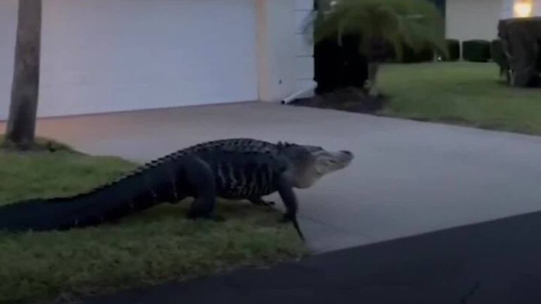 Sheriff&#39;s deputies captured video of a large alligator crawling through a front yard in Florida before making its way into a lake.