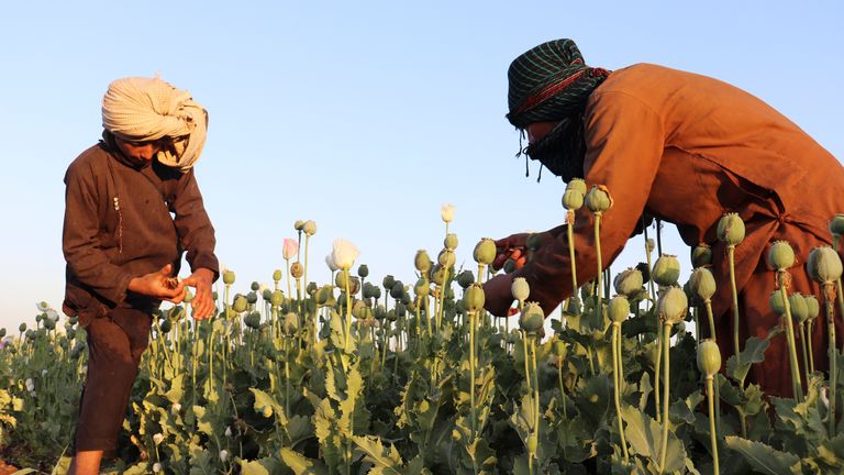 Afghan farmers harvest poppy. Pic: AP