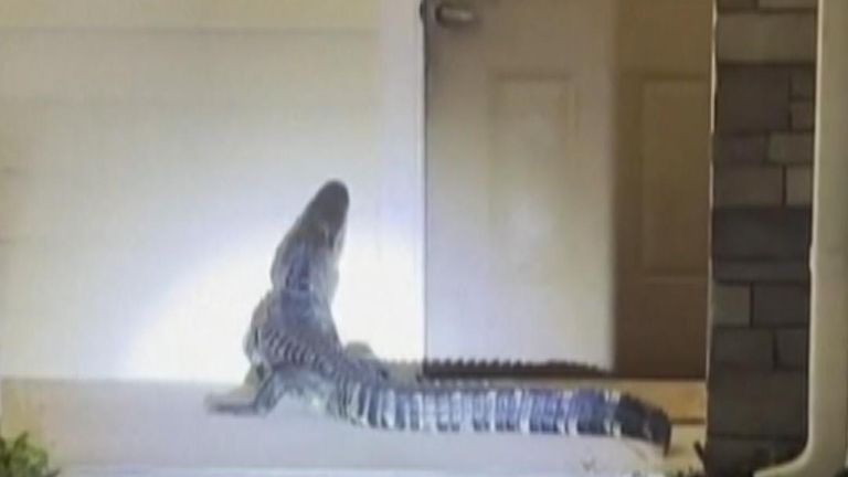 Alligator pays a visit to a Florida home