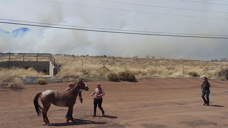 Around 1000 animals were removed from danger