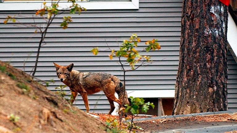 Coyotes are common across California. File pic