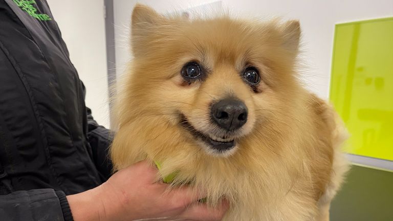 Bear, a 4 year old Pomeranian, who has had a testicular tumour removed. Bear will soon be ready to be re- homed.