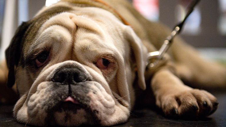 Four flat-faced breeds were found to have the shortest life expectancy including English bulldogs