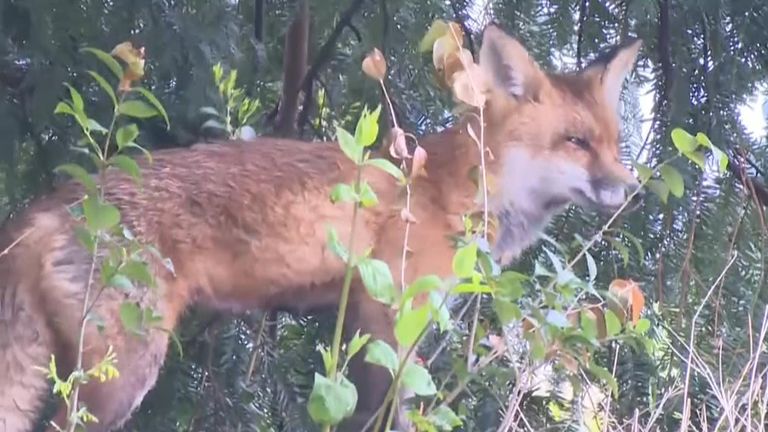 Fox strolls through the bushes on Capitol Hill
