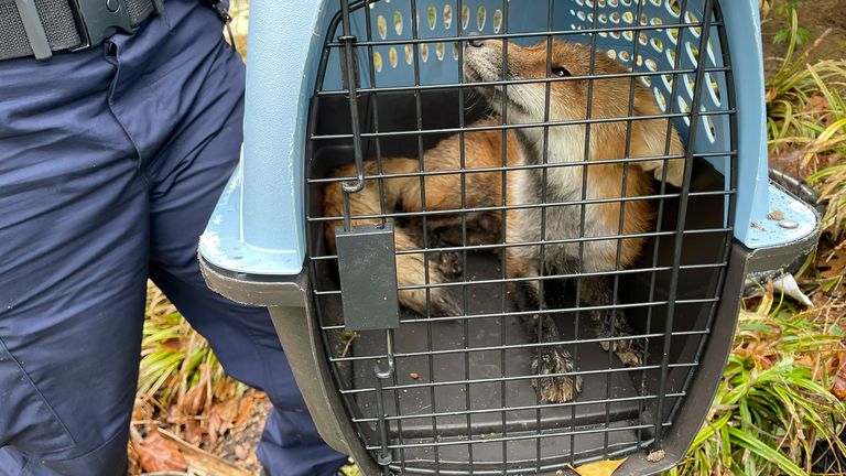 In his image provided by U.S. Capitol Police, a fox looks out from a cage after being captured on the grounds of the U.S. Capitol on Tuesday, April 5, 2022, in Washington. (U.S. Capitol Police via AP)


