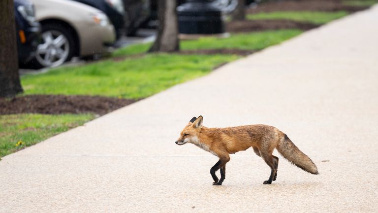 UNITED STATES - APRIL 5: A red fox spotted outside the north side of the Russell Senate Office Building in Washington on Tuesday, April 5, 2022. United States Capitol Police said Tuesday they had received multiple reports of aggressive behavior from foxes in the area and Animal Control was attempting to trap any foxes they find. (Bill Clark/CQ Roll Call via AP Images)


