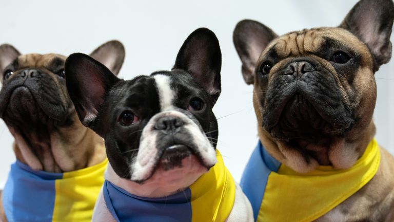 Research suggests French bulldogs are expected to live only 4.5 years