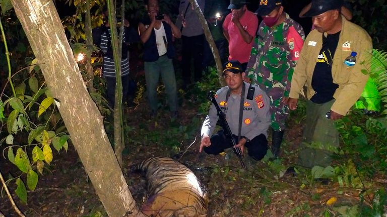 A police officer and local wildlife authorities show the carcass of one of three Sumatran tigers found dead 