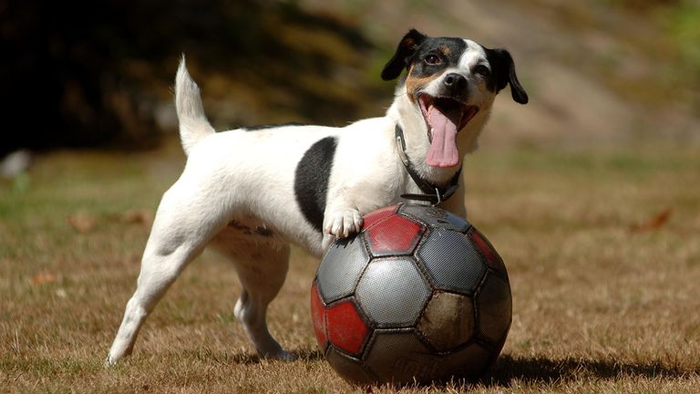 Jack Russell Terriers live the longest of all pet dogs in the UK, research suggests