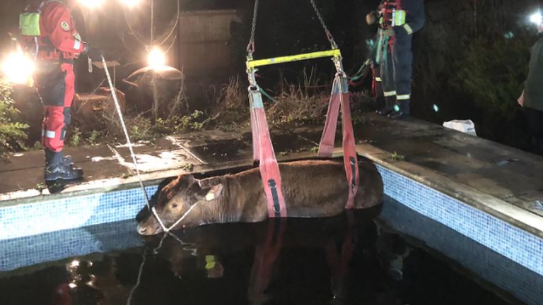 A young bullock who fell into a swimming pool after making his escape from a field has been winched to safety by firefighters.