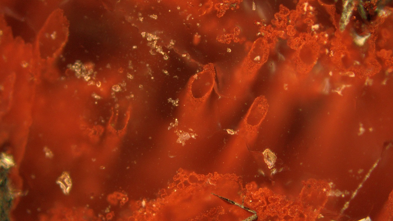 These haematite tubes may represent the oldest microfossils and evidence for life on Earth. Pic: M Dodd/UCL