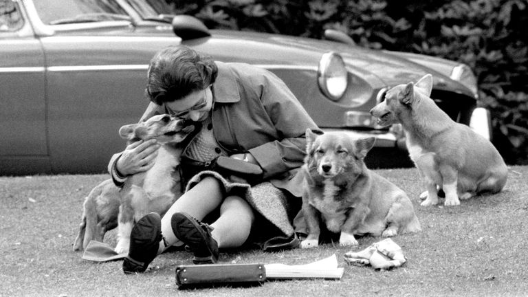 Relaxing with the corgis at Virginia Water in 1973