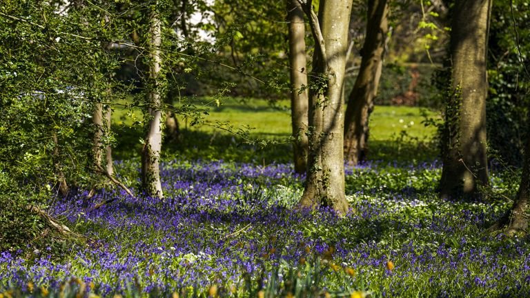 Bluebells in Sussex amid warm weather this week