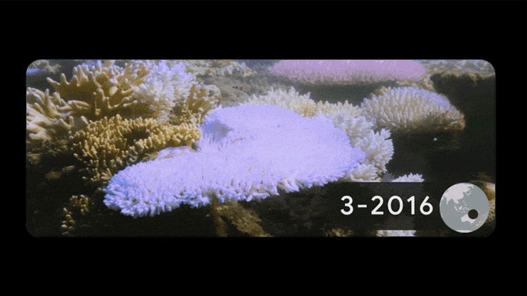 Coral bleaching on Lizard Island, Australia. Images taken each month from March to May 2016. Pic: Google