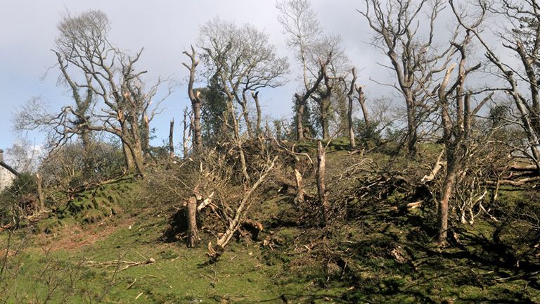 Trees uprooted by extreme winds confirmed as a tornado in North Wales 