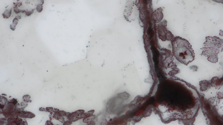 Estos grumos y filamentos de hierro eran células germinales similares a los microbios modernos que se encuentran en los ambientes de ventilación.  Foto: M Dodd / UCL
