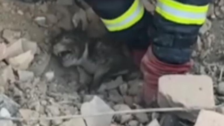 Ukrainian emergency workers released footage of them digging to rescue a puppy trapped in rubble. They later return the animal to its elderly owner.