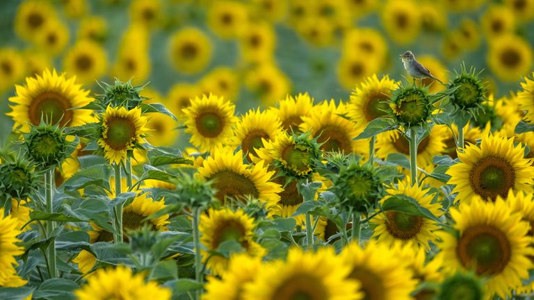 Ukraine supplies most of the UK's sunflower oil 