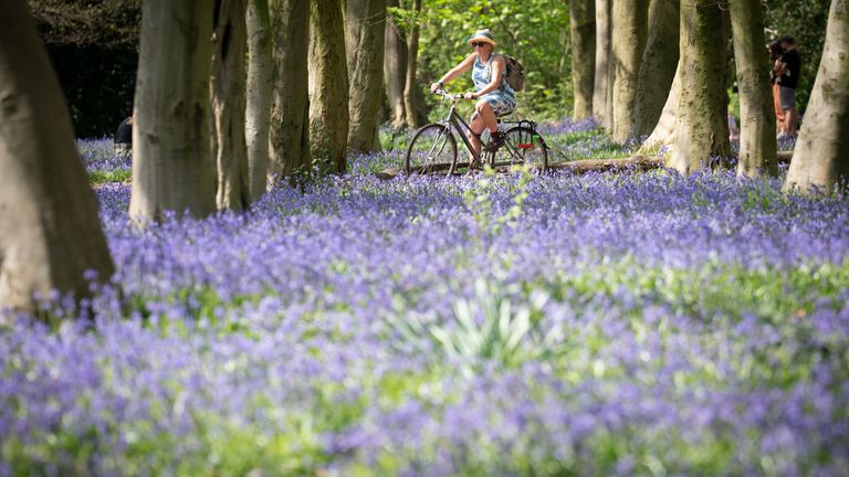 Bluebells in Wanstead Park, east London on Good Friday